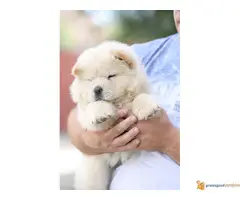 CHOW CHOW muzjak na prodaju