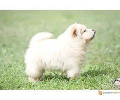 CHOW CHOW muzjak na prodaju