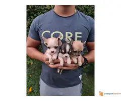 Prodajem mikro CIVAVE iz dva legla - 2