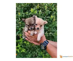 Prodajem mikro CIVAVE iz dva legla - 3