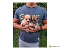 Prodajem mikro CIVAVE iz dva legla