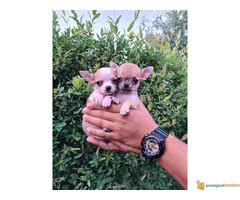 Prodajem mikro CIVAVE iz dva legla