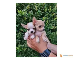 Prodajem mikro CIVAVE iz dva legla - 6