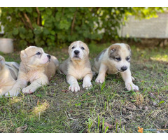 SREDNJEAZIJSKI OVCAR - AZIJATI, stenci