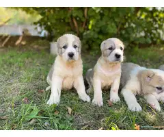 SREDNJEAZIJSKI OVCAR - AZIJATI, stenci