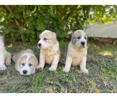 SREDNJEAZIJSKI OVCAR - AZIJATI, stenci