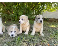 SREDNJEAZIJSKI OVCAR - AZIJATI, stenci