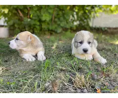 SREDNJEAZIJSKI OVCAR - AZIJATI, stenci