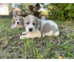 SREDNJEAZIJSKI OVCAR - AZIJATI, stenci