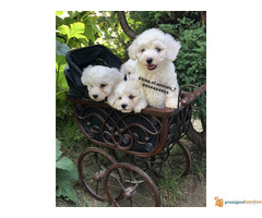 Prelepi štenci KOVRDZAVOG BISONA