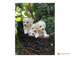 Prelepi štenci KOVRDZAVOG BISONA