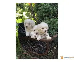 Prelepi štenci KOVRDZAVOG BISONA