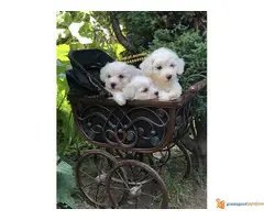 Prelepi štenci KOVRDZAVOG BISONA