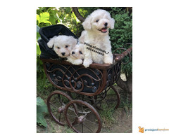 Prelepi štenci KOVRDZAVOG BISONA