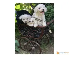 Prelepi štenci KOVRDZAVOG BISONA