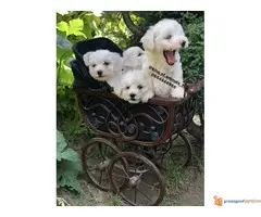 Prelepi štenci KOVRDZAVOG BISONA