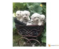 Prelepi štenci KOVRDZAVOG BISONA - 6