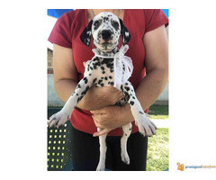 Stenci DALMATINCA - roditelji u vlasništvu