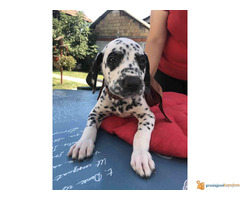 Stenci DALMATINCA - roditelji u vlasništvu