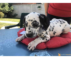 Stenci DALMATINCA - roditelji u vlasništvu