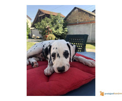 Stenci DALMATINCA - roditelji u vlasništvu