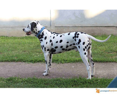 Stenci DALMATINCA - roditelji u vlasništvu