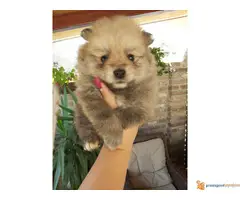 POMERANCI - roditelji poreklom iz Rusije