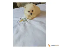 POMERANCI - roditelji poreklom iz Rusije