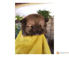 POMERANCI - roditelji poreklom iz Rusije