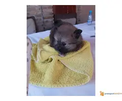 POMERANCI - roditelji poreklom iz Rusije