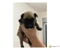 Perro de Presa CANARIO - psi uvezeni sa Kanarskih ostrva