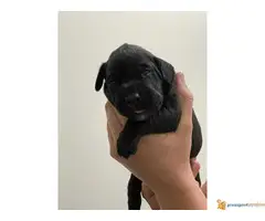 Perro de Presa CANARIO - psi uvezeni sa Kanarskih ostrva