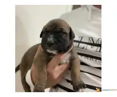 Perro de Presa CANARIO - psi uvezeni sa Kanarskih ostrva