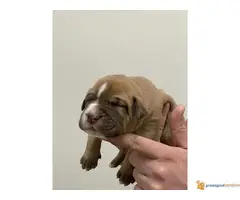 Perro de Presa CANARIO - psi uvezeni sa Kanarskih ostrva