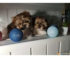 SHI-TZU prelepa zenkica