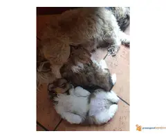 SHI-TZU prelepa zenkica