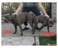 Stenci PIT BULL BLUE NOSE na prodaju