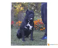 CANE CORSO - vrhunski muzjak za parenje