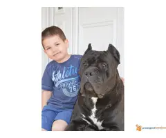 CANE CORSO - vrhunski muzjak za parenje