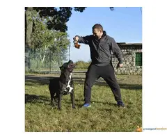 CANE CORSO - vrhunski muzjak za parenje