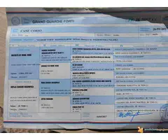 CANE CORSO - vrhunski muzjak za parenje