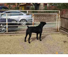 CANE CORSO - vrhunski muzjak za parenje - 6