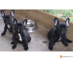 Štecni FRANCUSKOG BULDOGA vrhunskog porekla - 2