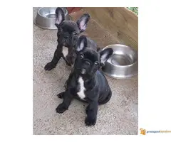 Štecni FRANCUSKOG BULDOGA vrhunskog porekla - 3