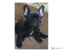 Štecni FRANCUSKOG BULDOGA vrhunskog porekla - 4