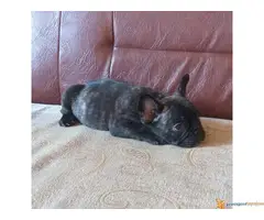 Štecni FRANCUSKOG BULDOGA vrhunskog porekla - 5