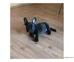Štecni FRANCUSKOG BULDOGA vrhunskog porekla - 6