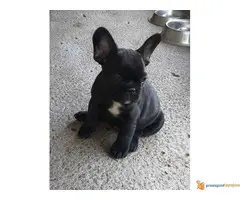 Štecni FRANCUSKOG BULDOGA vrhunskog porekla - 7