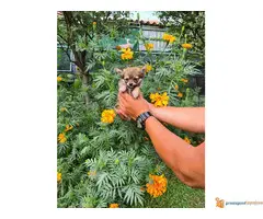 Dugodlaka CIVAVA stara 2 meseca - 2