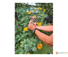 Dugodlaka CIVAVA stara 2 meseca - 3